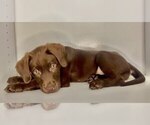 Small Photo #17 Labrador Retriever Puppy For Sale in ALEXANDRIA, VA, USA