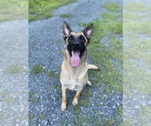 Mother of the Belgian Malinois puppies born on 07/31/2022