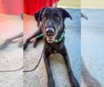 Small #3 Labrador Retriever