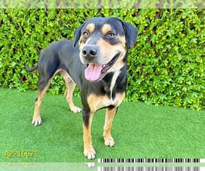 Rottweiler Dogs for adoption in West Palm Beach, FL, USA