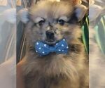 Puppy 1 Pomeranian