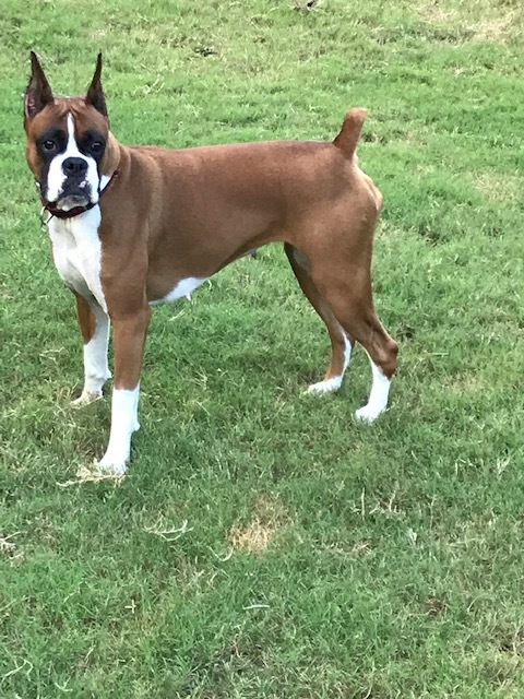 Medium Photo #9 Boxer Puppy For Sale in GRAYSON, GA, USA