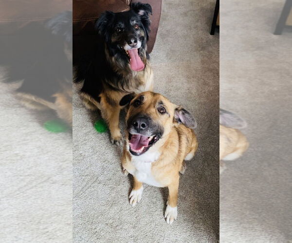 Medium Photo #7 Labrador Retriever-Unknown Mix Puppy For Sale in Princeton, MN, USA