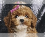 Puppy Harper AKC Poodle (Miniature)