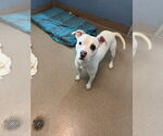 Small #3 American Pit Bull Terrier Mix