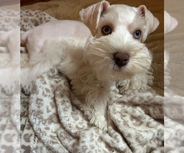 Medium Photo #1 Schnauzer (Miniature) Puppy For Sale in UNADILLA, GA, USA