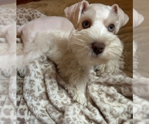 Mother of the Schnauzer (Miniature) puppies born on 06/19/2026
