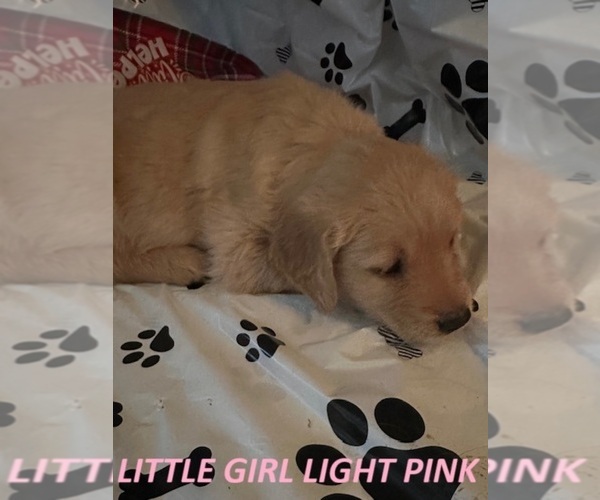 Medium Photo #1 Golden Retriever Puppy For Sale in WASHINGTON COURT HOUSE, OH, USA