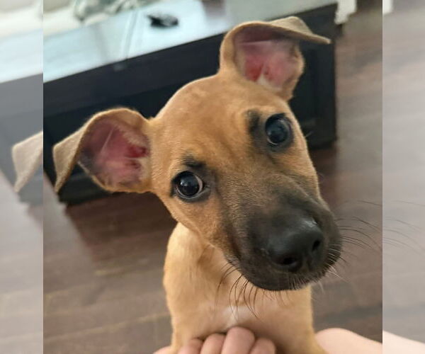 Medium Photo #4 Mutt Puppy For Sale in Germantown, OH, USA