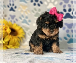Poodle (Toy) Puppy for sale in LANCASTER, PA, USA