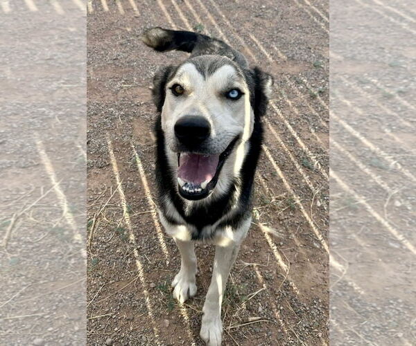 Medium Photo #8 Siberian Husky-Unknown Mix Puppy For Sale in Cedar Crest, NM, USA