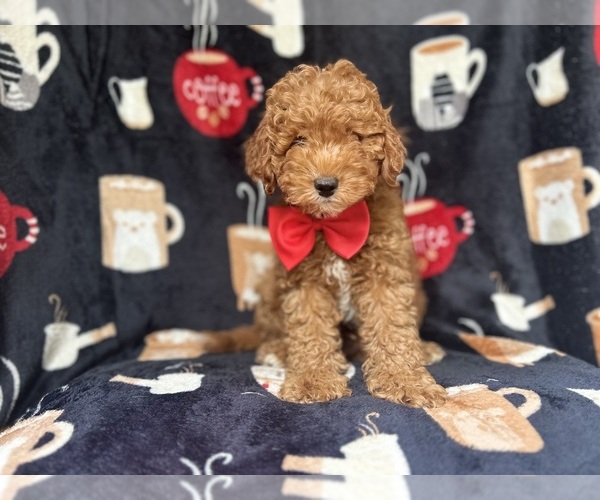 Medium Photo #3 Cavapoo Puppy For Sale in LAKELAND, FL, USA