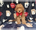 Small #2 Cavapoo