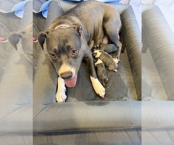 Medium Photo #1 American Pit Bull Terrier-Mutt Mix Puppy For Sale in CEDAR SPRINGS, MI, USA