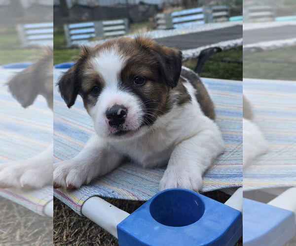 Medium Photo #9 Australian Shepherd-Unknown Mix Puppy For Sale in OKLAHOMA CITY, OK, USA