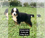 Puppy Green male Bernese Mountain Dog