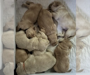 Golden Retriever Puppy for Sale in BUTNER, North Carolina USA