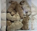 Image preview for Ad Listing. Nickname: Litter of 8