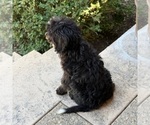 Small #4 Bernedoodle