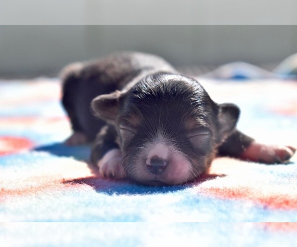 Medium Photo #1 Miniature Australian Shepherd Puppy For Sale in PALM COAST, FL, USA