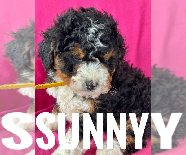 Medium Photo #4 Bernedoodle (Miniature) Puppy For Sale in BOWLING GREEN, KY, USA