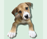 Small #1 Mutt