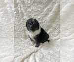 Small Photo #3 Aussiedoodle Puppy For Sale in UNIONVILLE, IA, USA