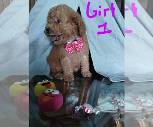 Poodle (Miniature) Puppy for sale in GROVELAND, FL, USA