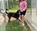 Small Shepradors