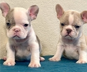 French Bulldog Puppy for sale in SAN FRANCISCO, CA, USA
