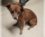 Small Chihuahua