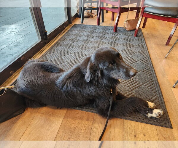 Medium Photo #6 Border Collie Puppy For Sale in Paso Robles, CA, USA