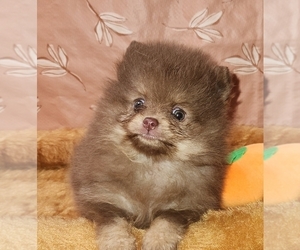 Pomeranian Puppy for sale in KINGMAN, AZ, USA