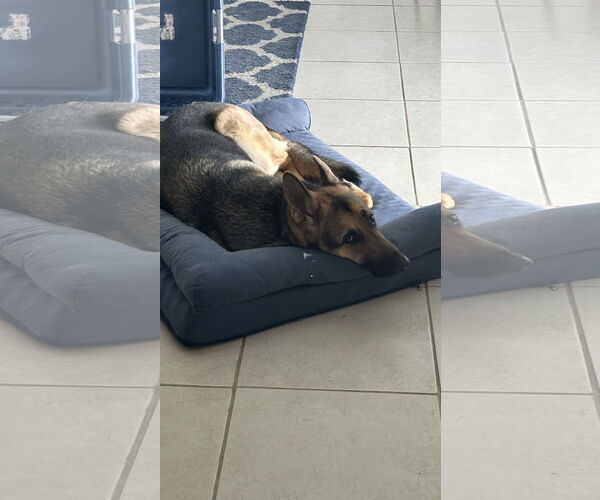 Medium Photo #3 German Shepherd Dog Puppy For Sale in Plantation, FL, USA