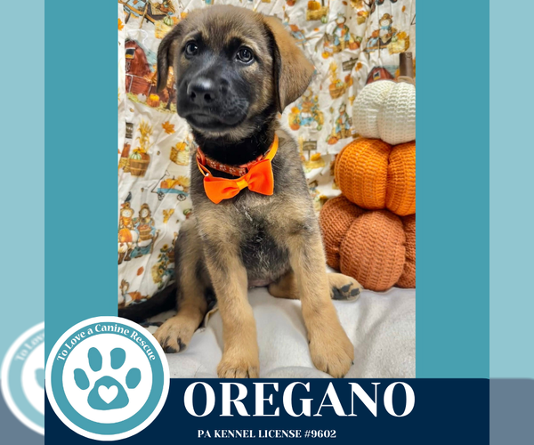Medium Photo #1 German Shepherd Dog-Unknown Mix Puppy For Sale in Kimberton, PA, USA
