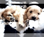 Puppy Ash Goldendoodle