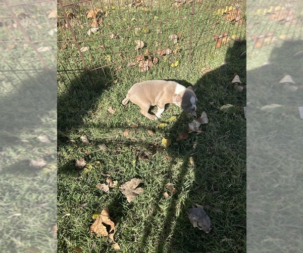 Medium Photo #16 Boston Terrier Puppy For Sale in ATWOOD, OK, USA
