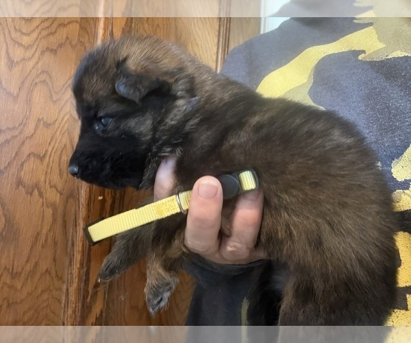 Medium Photo #3 German Shepherd Dog Puppy For Sale in NEWVILLE, PA, USA