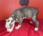 Small Photo #5 American Pit Bull Terrier Puppy For Sale in TRENTON, NJ, USA