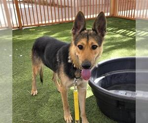 German Shepherd Dog-Unknown Mix Dogs for adoption in Las Vegas, NV, USA