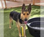 Small German Shepherd Dog Mix