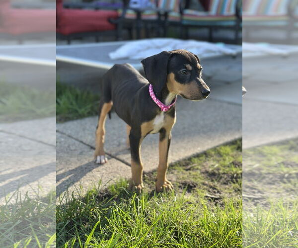 Medium Photo #3 Doberman Pinscher-Unknown Mix Puppy For Sale in Minneaoplis, MN, USA
