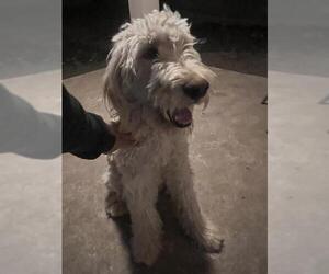 Mutt Dogs for adoption in San Antonio, TX, USA