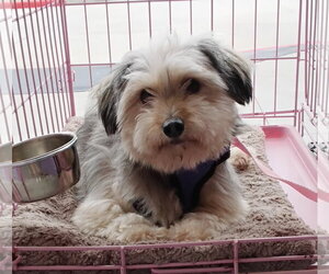 Mutt Dogs for adoption in Spring, TX, USA