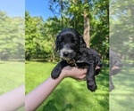 Small Photo #22 Golden Mountain Doodle  Puppy For Sale in BROKEN ARROW, OK, USA