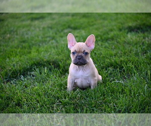 French Bulldog Puppy for sale in CHICAGO, IL, USA