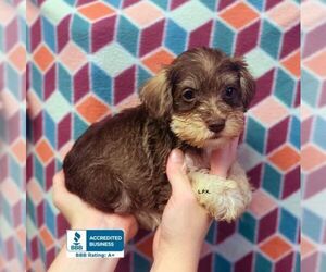 Schnauzer (Miniature) Puppy for sale in WINNSBORO, LA, USA
