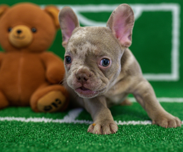 Medium Photo #8 French Bulldog Puppy For Sale in MIAMI, FL, USA