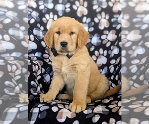 Golden Retriever Puppy for sale in OXFORD, PA, USA