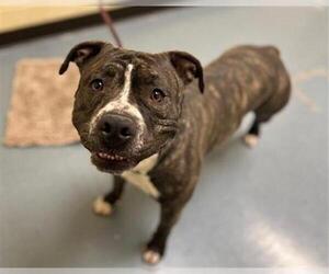 American Pit Bull Terrier-Unknown Mix Dogs for adoption in Denver, CO, USA
